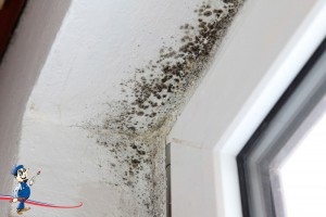 mold prevention