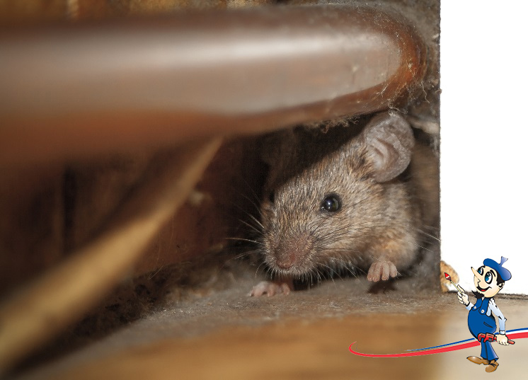 How Do Rats Get In Your Attic?