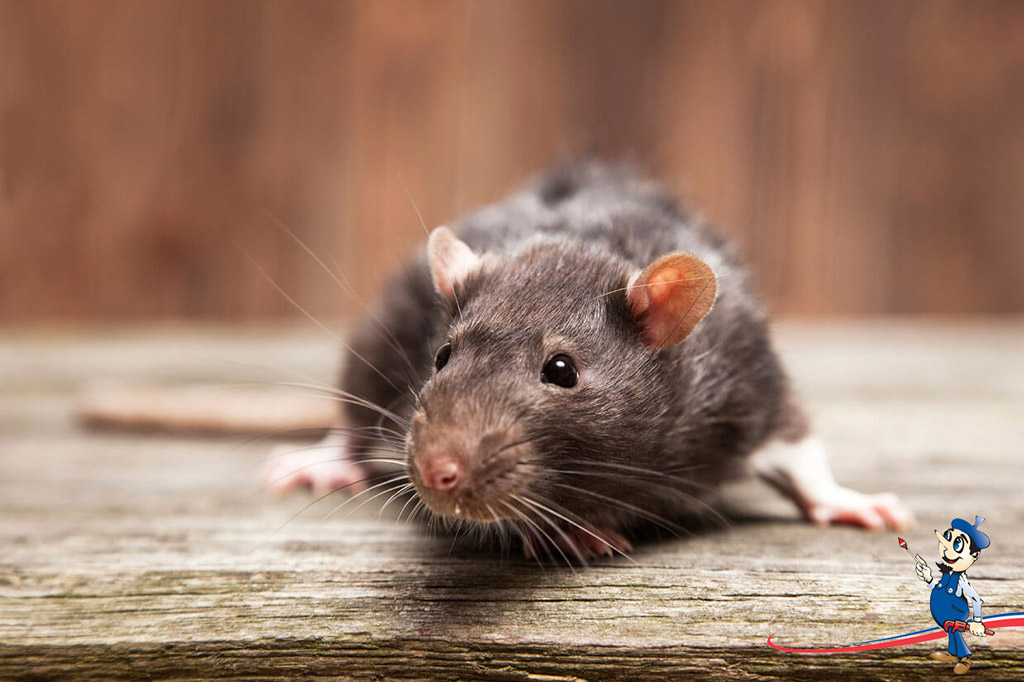 How To Get Rid Of Attic Rats Quick