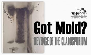 mold