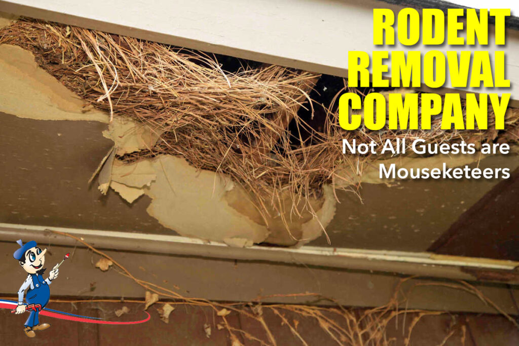 How to Get Rid of Attic Rats Quick