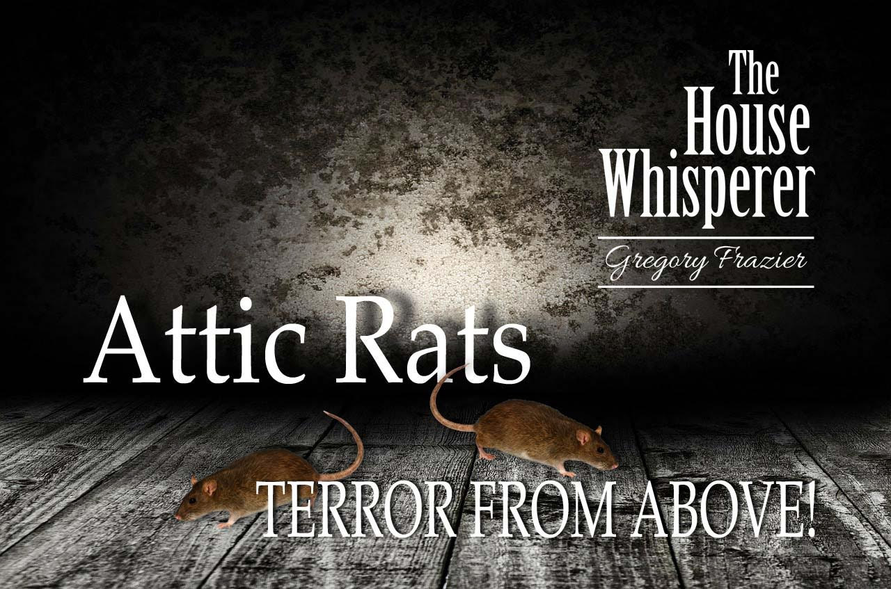 attic rats