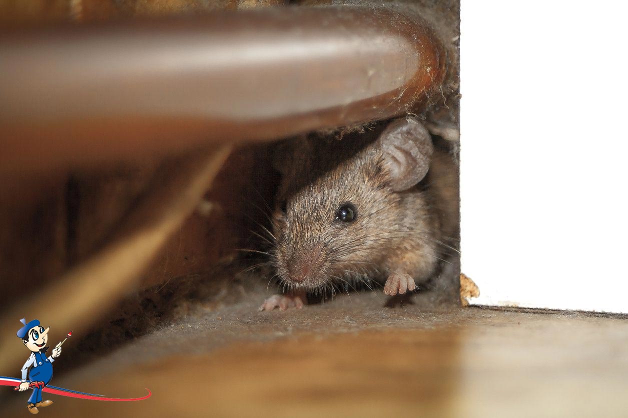 Rats in attic