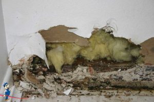 Mold remediation