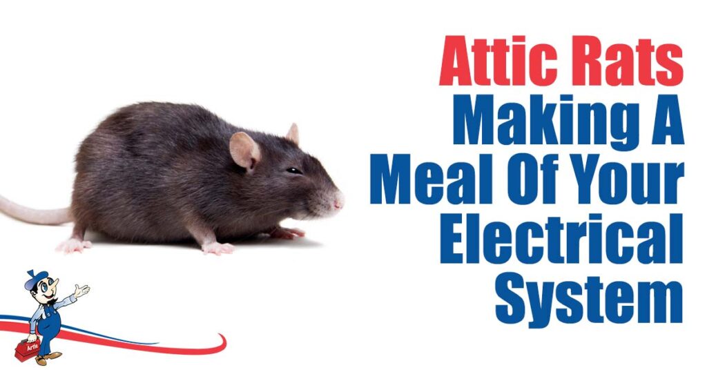 Are Rats in Your Attic Really Dangerous or Just an Inconvenience?