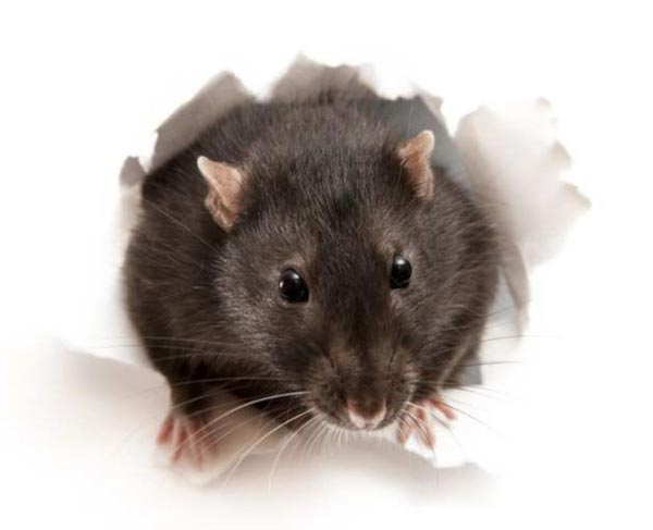 roof rat dangers