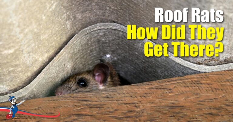 How To Get Rid Of Attic Rats Quick Roof Rats 768x403 