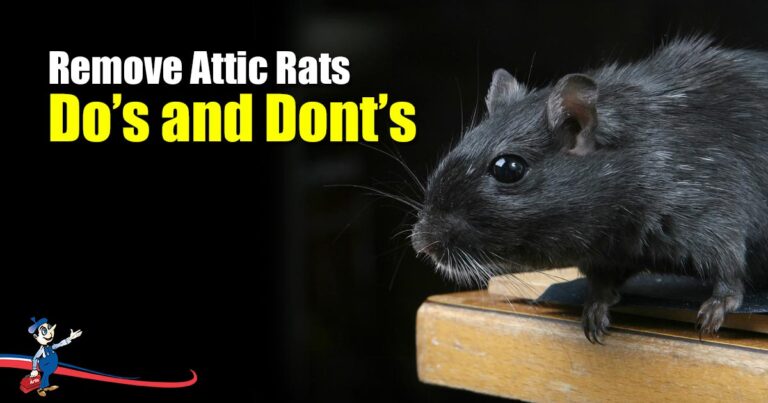 How To Get Rid Of Attic Rats Quick Remove Attic Rats 768x403 