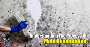 Mold Remediation
