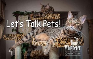 lets talk pets