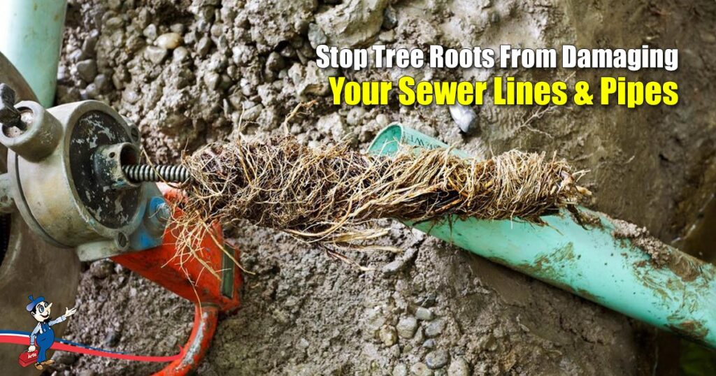 Plumbing Maintenance Protects Your Pipes From Tree Roots