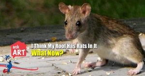get rid of roof rats