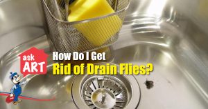 drain flies