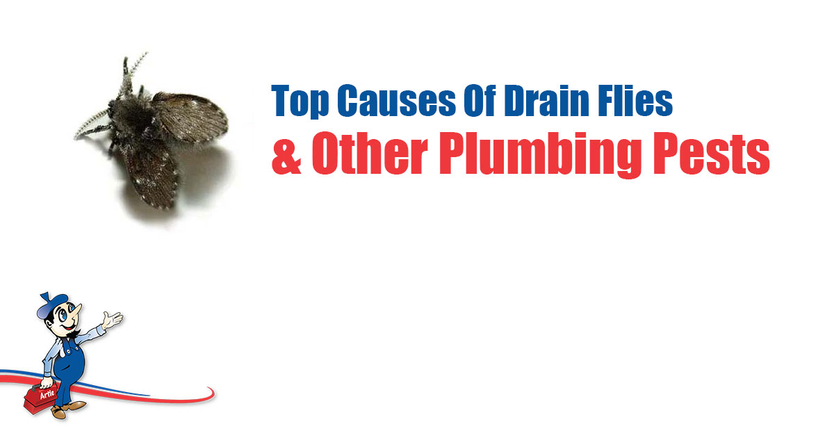 How to Identify and Get Rid of Drain Flies