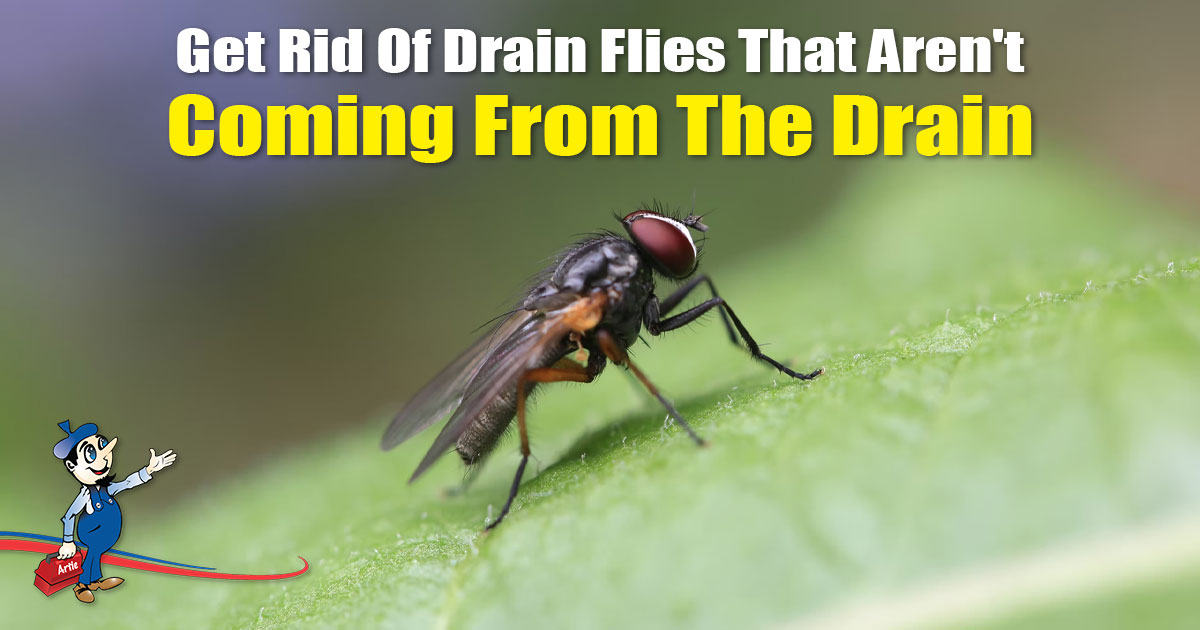 How to Get Rid of Drain Flies