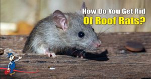 Roof Rats