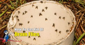 drain flies