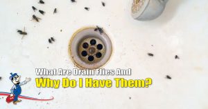 drain flies